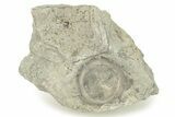 Fossil Edrioasteroid (Isorophus) on Brachiopod - Ohio #277603-1